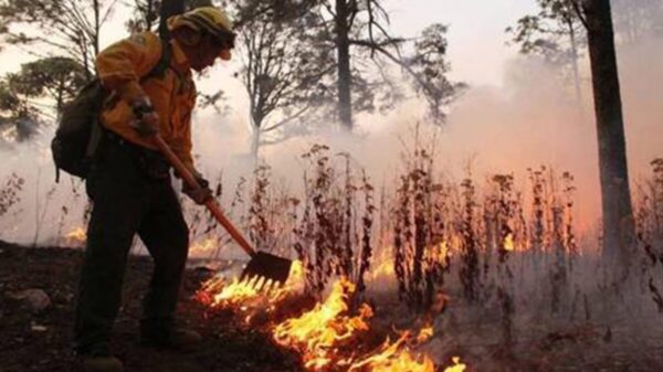 Incendios forestales siguen afectando a 7 estados: Conafor