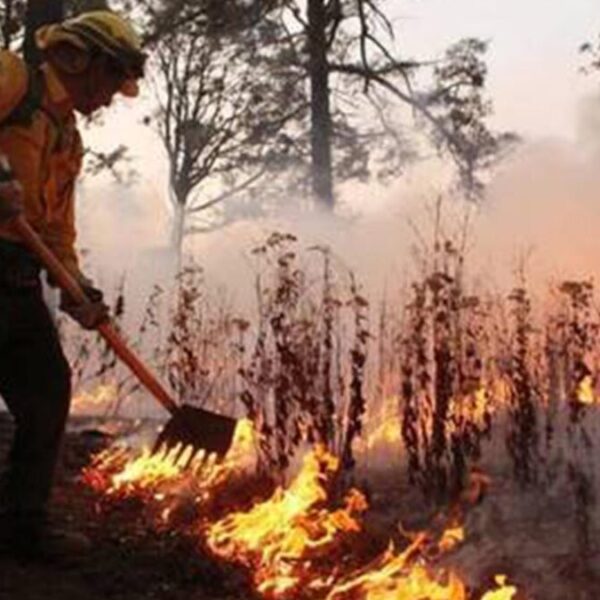 Incendios forestales siguen afectando a 7 estados: Conafor