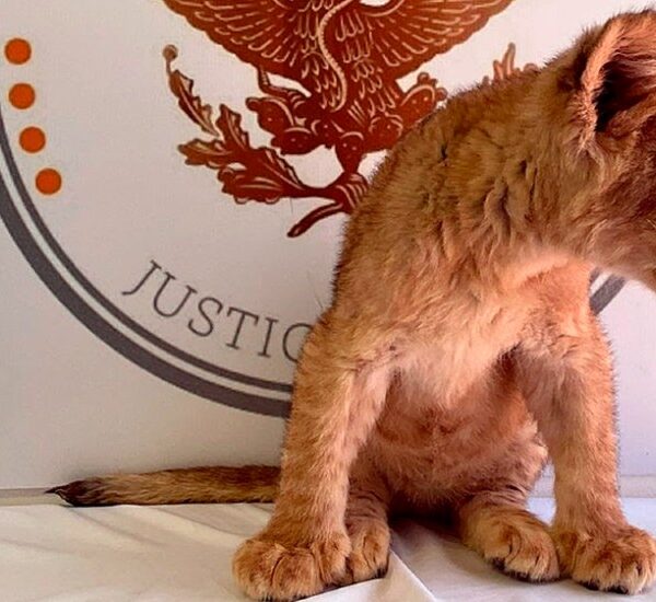 Aseguran cachorra de león africano en aeropuerto de Ciudad. Juárez