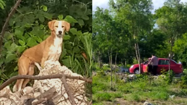 Denuncian en redes a sujeto que abandonó a un perrito en montes de Ciudad Caucel
