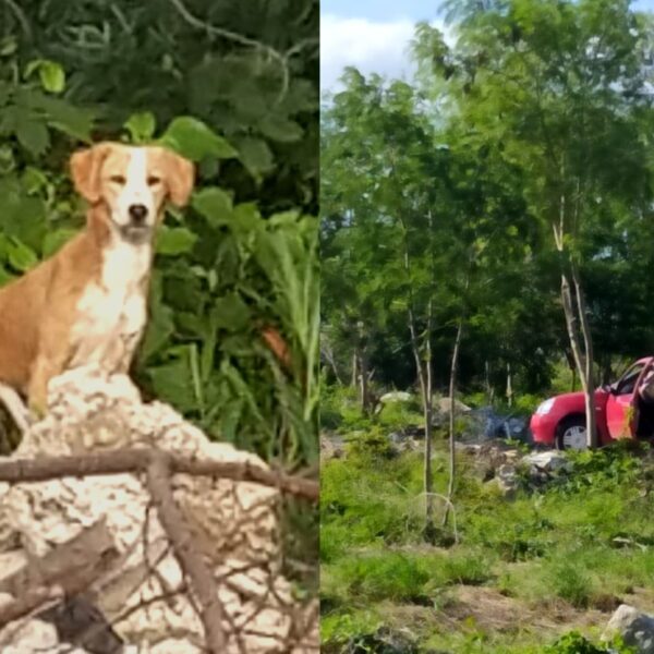 Denuncian en redes a sujeto que abandonó a un perrito en montes de Ciudad Caucel