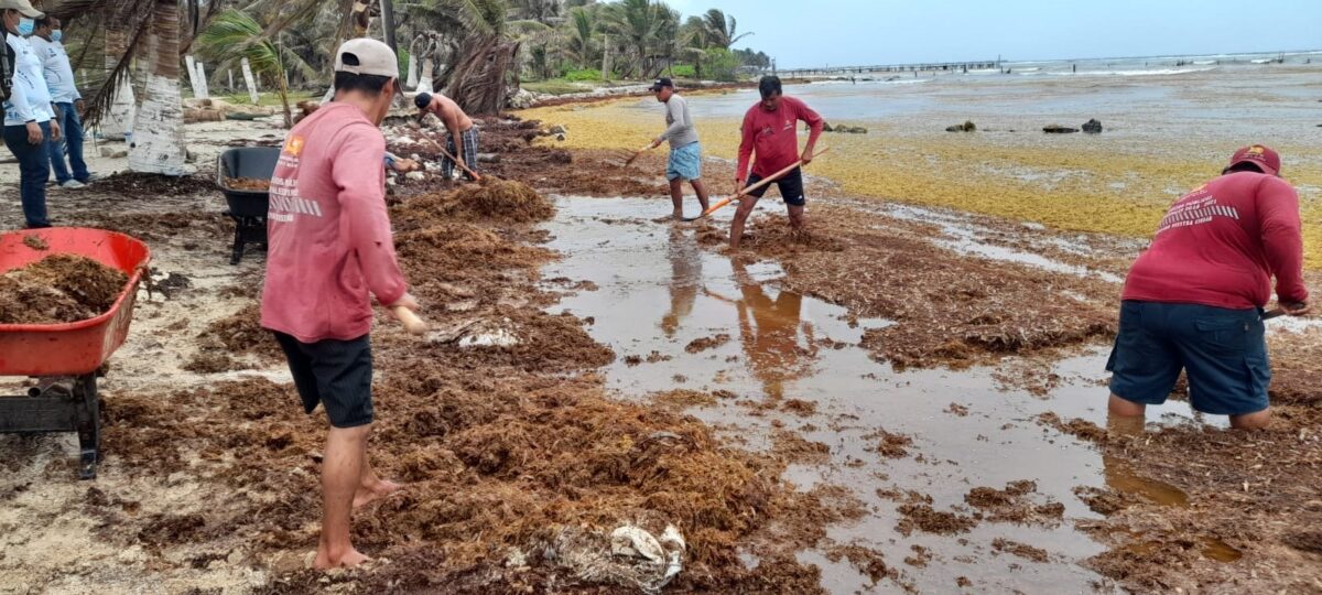 Mahahual: Piden declaratoria de emergencia por el sargazo; empresarios han recurrido a sus trabajadores para combatir la arribazón del alga.