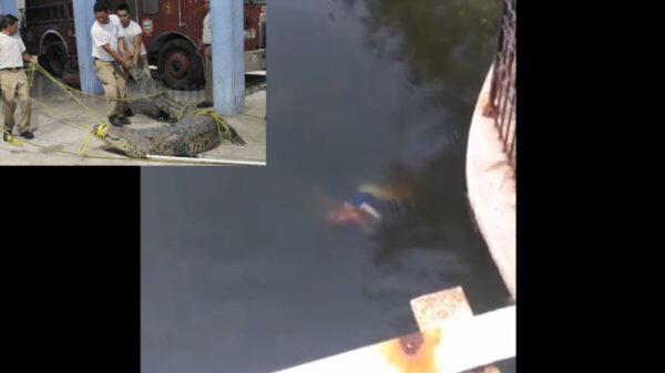 Mujer es atacada por un cocodrilo y muere, en Tamaulipas