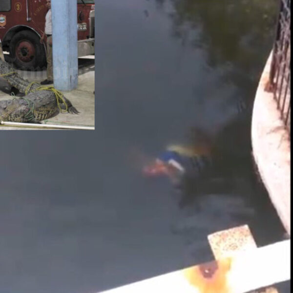 Mujer es atacada por un cocodrilo y muere, en Tamaulipas