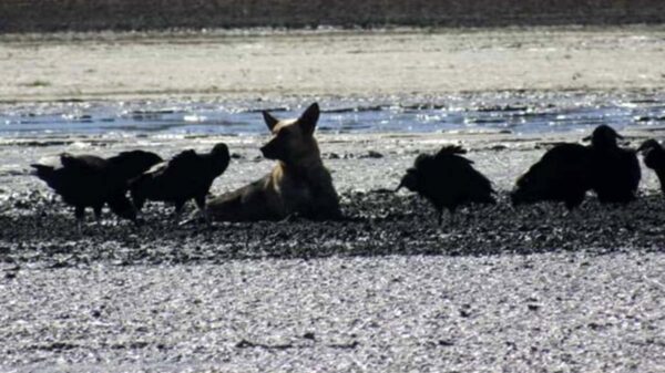 Una perrita fue rescatada tras quedarse atorada en un lodazal, mientras era acosada por aves carroñeras que esperaban un desenlace falta