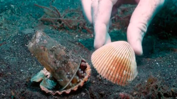 Las imágenes de de un pulpo bebé que utilizaba un vaso de plásticos como su hogar ha dado la vuelta al mundo