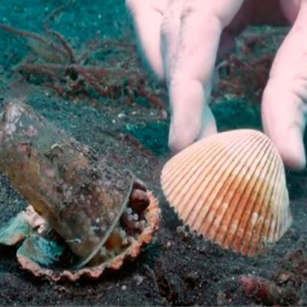 Las imágenes de de un pulpo bebé que utilizaba un vaso de plásticos como su hogar ha dado la vuelta al mundo