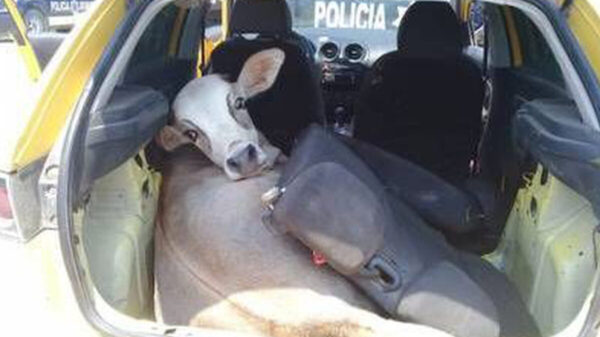 Policía buscaban armas en vehículos y se encontraron con una res robada