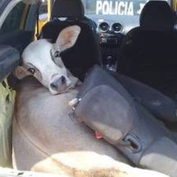 Policía buscaban armas en vehículos y se encontraron con una res robada