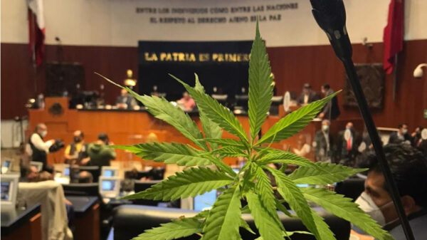 Aprueba Suprema Corte el uso lúdico de la mariguana