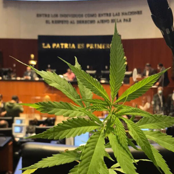 Aprueba Suprema Corte el uso lúdico de la mariguana
