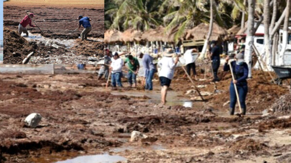 "Sargazotón" en Mahahual logra recolección de 96 toneladas de macroalga