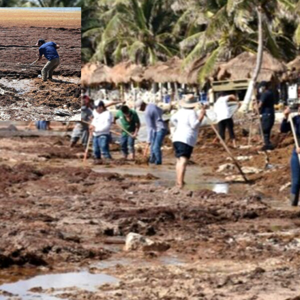 "Sargazotón" en Mahahual logra recolección de 96 toneladas de macroalga
