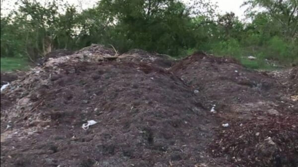 Denuncian vecinos de la SM-77 tiradero clandestino de sargazo