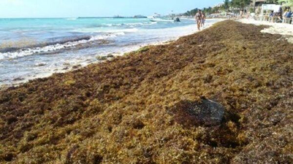Presentarán iniciativa para regular disposición final del sargazo