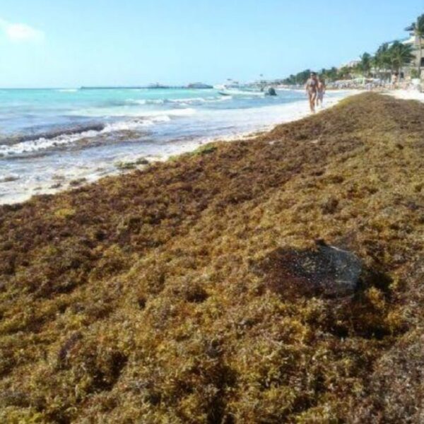 Presentarán iniciativa para regular disposición final del sargazo