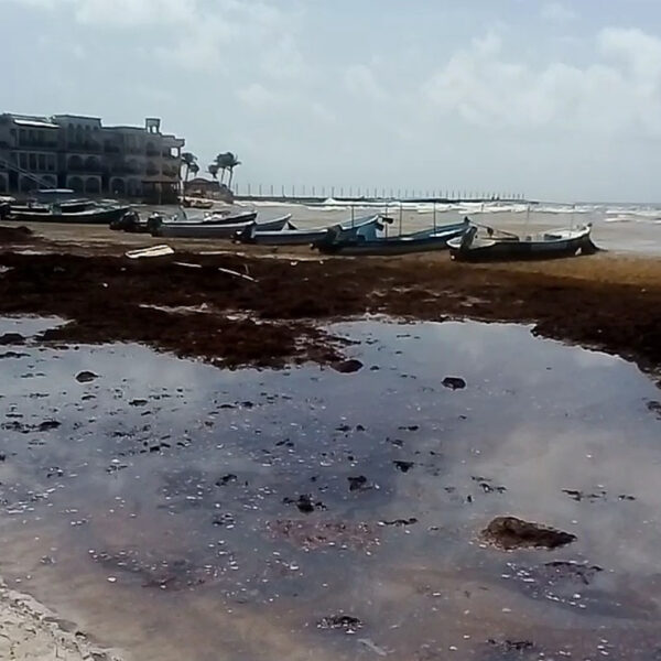 Iniciará operaciones Consejo Antisargazo de Playa Del Carmen
