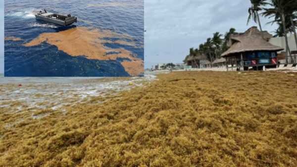 Quintana Roo, en la antesala de gigantesca oleada de sargazo