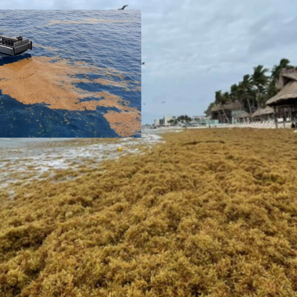 Quintana Roo, en la antesala de gigantesca oleada de sargazo