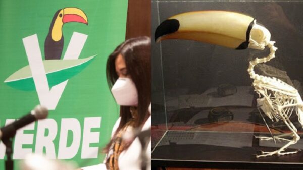 Desplumaría INE al “tucán”, quitarían registro por caso de “influencers”