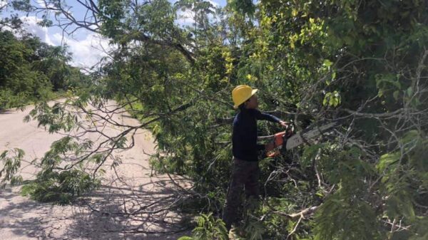 Retiran árbol que obstruía la carretera Solferino-Chiquilá.