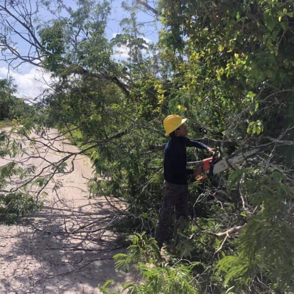 Retiran árbol que obstruía la carretera Solferino-Chiquilá.