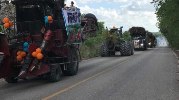 Cañeros de Quintana Roo a punto de concluir zafra más larga de su historia.