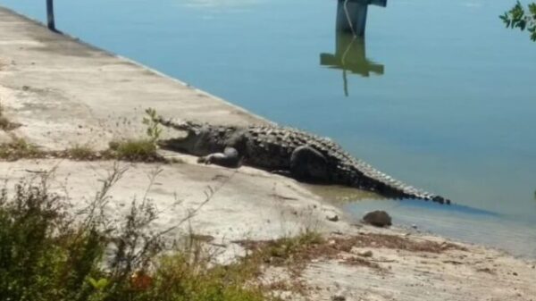 Urge programa permanente de cocodrilos en el Sistema Lagunar Nichupté.
