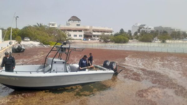 En 2021 será peor el recale de sargazo en Quintana Roo.