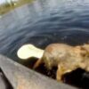 Youtuber quedó sorprendido cuando pescaba y se topó con una ardilla que desesperada buscaba llegar a la orilla