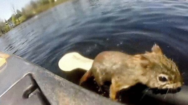 Youtuber quedó sorprendido cuando pescaba y se topó con una ardilla que desesperada buscaba llegar a la orilla