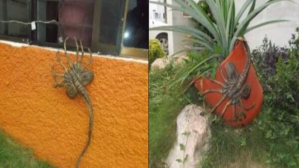 En redes sociales circularon varias imágenes de una extraña criatura que provocó temor entre los cibernautas, se trata del  llamado “aguijón pica pojo”