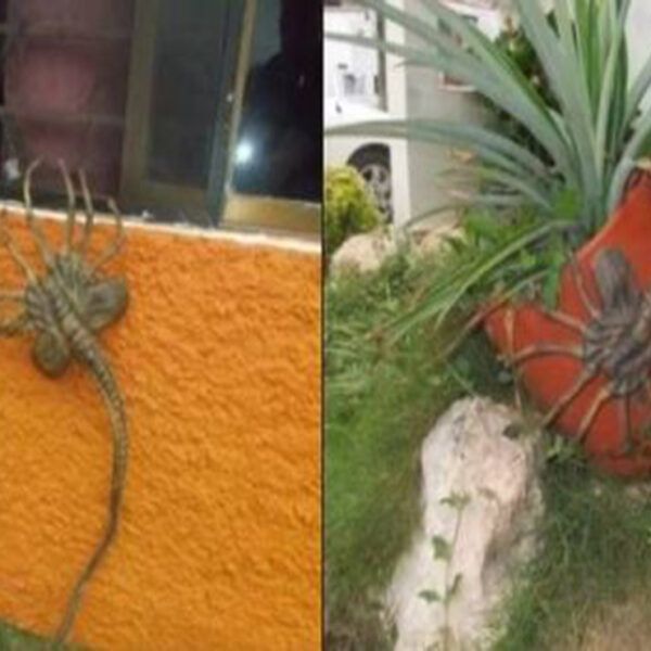 En redes sociales circularon varias imágenes de una extraña criatura que provocó temor entre los cibernautas, se trata del  llamado “aguijón pica pojo”