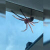 Mientras un piloto de un avión se preparaba para aterrizar apareció en el techo de la cabina una araña gigante que se paseaba como si disfrutara el vuelo