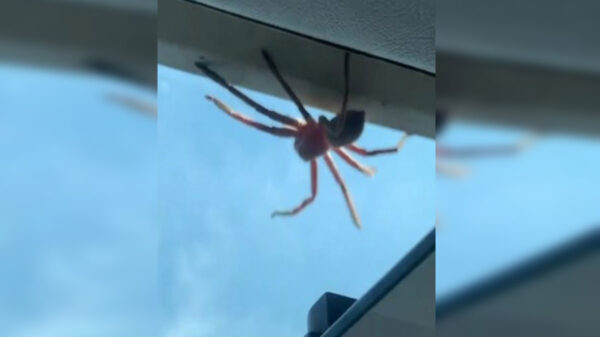Mientras un piloto de un avión se preparaba para aterrizar apareció en el techo de la cabina una araña gigante que se paseaba como si disfrutara el vuelo