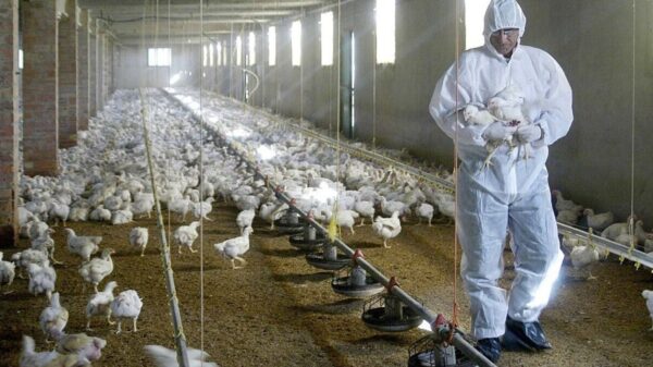 Detecta China el primer contagio de gripe aviar H10N3