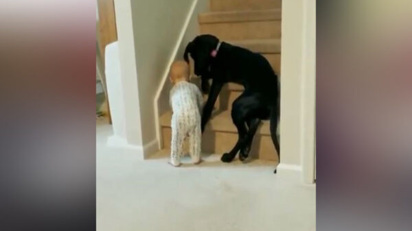 Los peludos siempre nos demuestran su amor incondicional e incluso hasta se vuelven guardianes de los más pequeños de la familia