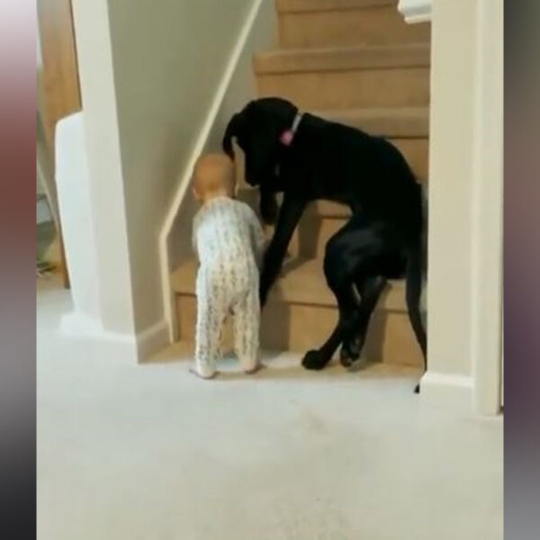 Los peludos siempre nos demuestran su amor incondicional e incluso hasta se vuelven guardianes de los más pequeños de la familia