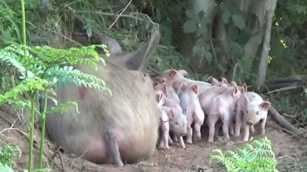 La historia de una cerdita llamada Matilda ha generado la empatía de las redes sociales, ya que está escapó para salvar a sus crías