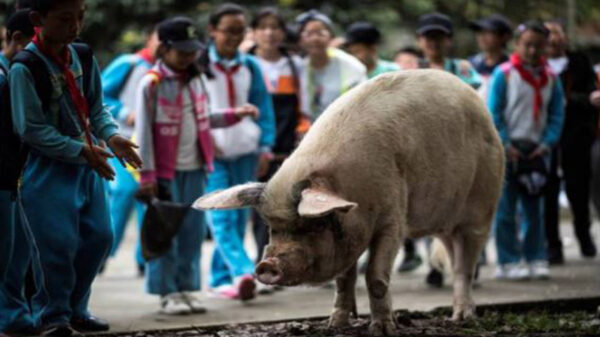 El cerdo que sobrevivió al terremoto del 2008 en China, falleció dejando luto nacional, era considerado como un símbolo de perseverancia y sobrevivencia