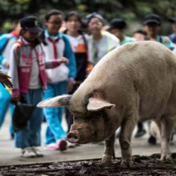 El cerdo que sobrevivió al terremoto del 2008 en China, falleció dejando luto nacional, era considerado como un símbolo de perseverancia y sobrevivencia