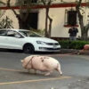 En redes sociales se viraliza el video de una joven paseando con su singular mascota, un cerdito gigante
