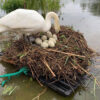 Cansado de ver como una mamá cisne cada año perdía sus huevos, Rob Adamson, improvisó una balsa para que el ave pueda dejar descendencia