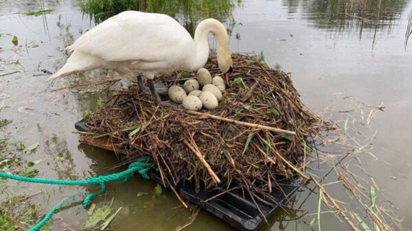 Cansado de ver como una mamá cisne cada año perdía sus huevos, Rob Adamson, improvisó una balsa para que el ave pueda dejar descendencia