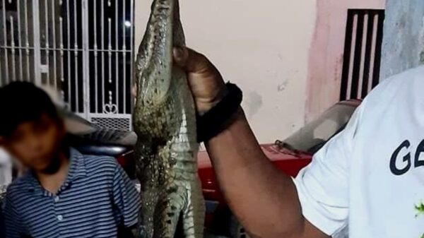 Ante presencia de cocodrilo, vecino de Ciénega 200 en Progreso lo mata