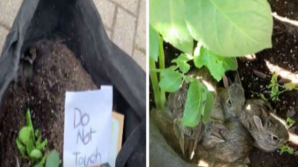 La historia de unos bebés conejos que se refugiaron en un vivero ha enternecido las redes sociales; los animales adoptaron el lugar como su hogar