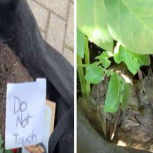 La historia de unos bebés conejos que se refugiaron en un vivero ha enternecido las redes sociales; los animales adoptaron el lugar como su hogar