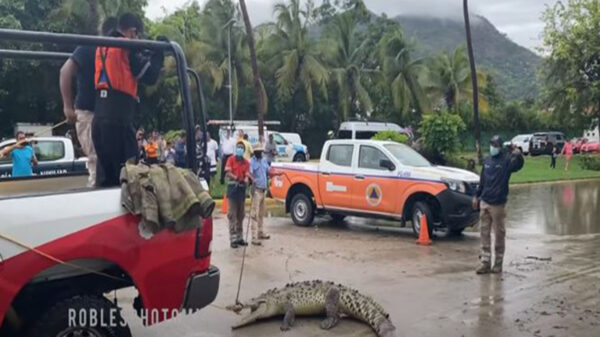 Las lluvias que ha dejado en temporal en Acapulco, provocó que un despistado cocodrilo saliera de su hábitat y deambulará por la zona turística