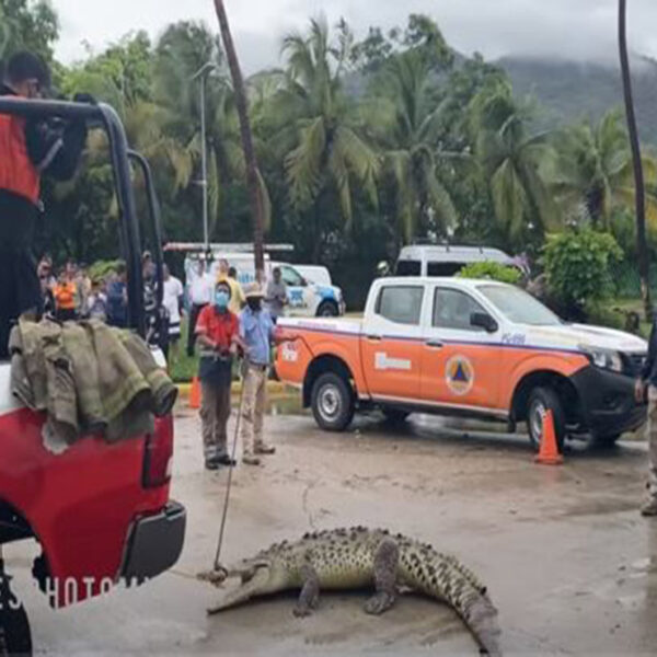 Las lluvias que ha dejado en temporal en Acapulco, provocó que un despistado cocodrilo saliera de su hábitat y deambulará por la zona turística