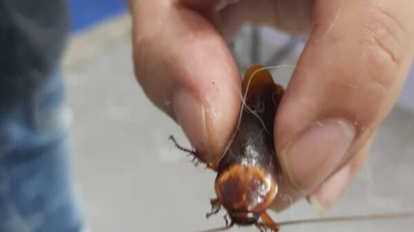 Si eres de aquellos que le tienen asco a las cucarachas o corren cuando emprenden el vuelo, checa esta historia de la cual no darás crédito